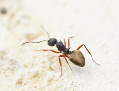 Dolichoderus doriae