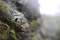 Asplenium septentrionale