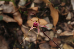 Caladenia heberleana