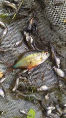 Hyphessobrycon meridionalis