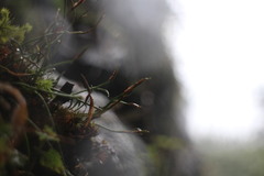 Asplenium septentrionale