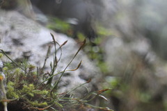 Asplenium septentrionale