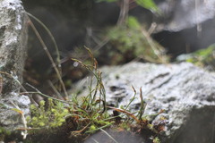 Asplenium septentrionale