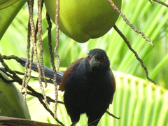 Centropus sinensis