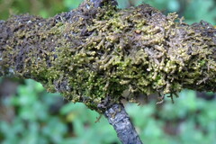 Ptilidium pulcherrimum