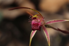 Caladenia heberleana