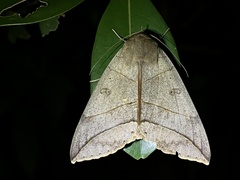 Thyas juno
