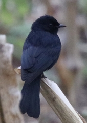 Melaenornis pammelaina