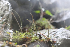 Asplenium septentrionale