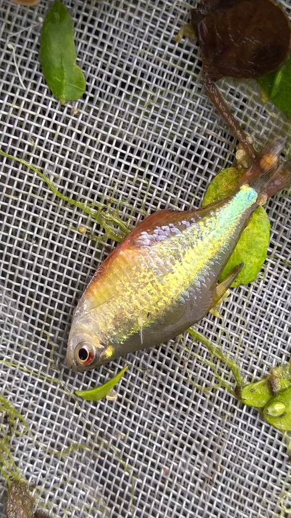 Meridian Tetra