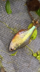 Hyphessobrycon meridionalis