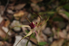 Caladenia heberleana