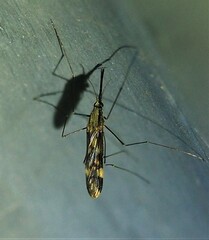 Anopheles punctipennis