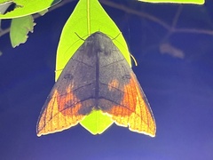 Thyas juno