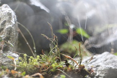 Asplenium septentrionale