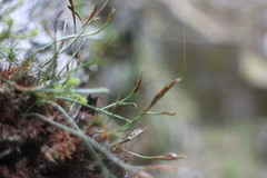 Asplenium septentrionale