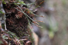 Asplenium septentrionale