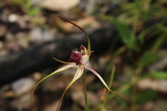 Caladenia heberleana