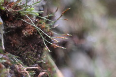 Asplenium septentrionale