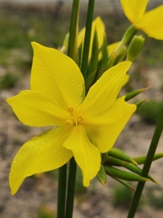 Bobartia