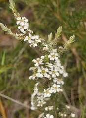 Leptospermum lanigerum