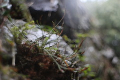 Asplenium septentrionale