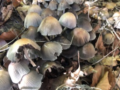 Coprinellus