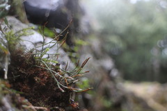 Asplenium septentrionale