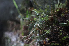 Asplenium septentrionale