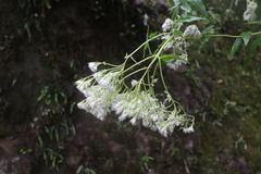 Eupatorium formosanum