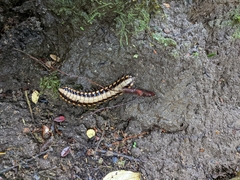 Nyssodesmus python