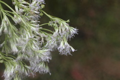Eupatorium formosanum