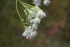 Eupatorium formosanum