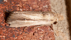 Leucania stenographa