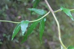 Eupatorium formosanum