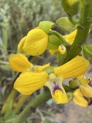 Eulophia speciosa