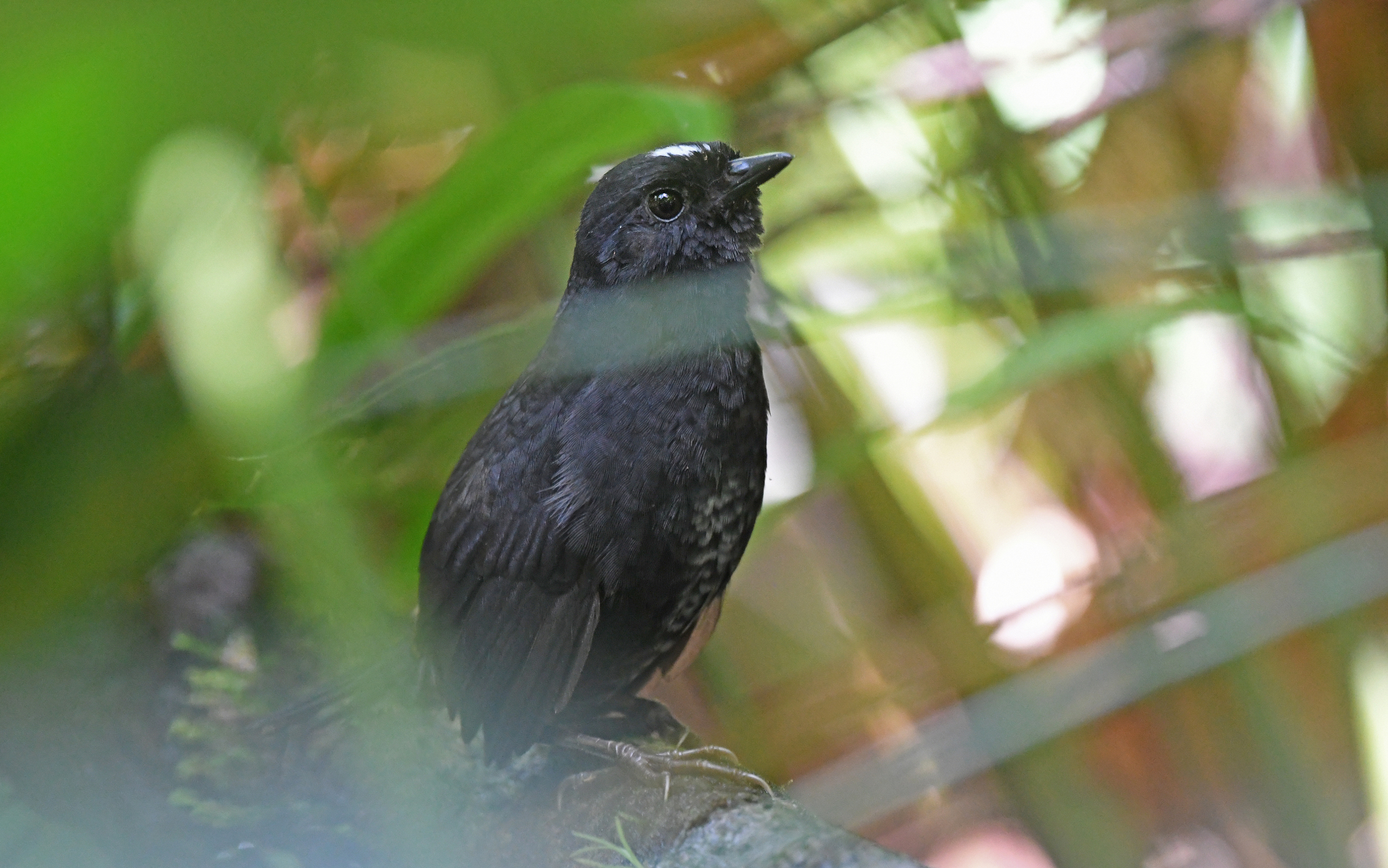 White-crowned Tapaculo (Scytalopus atratus), photo 10