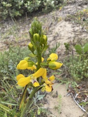 Eulophia speciosa