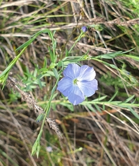 Linum marginale