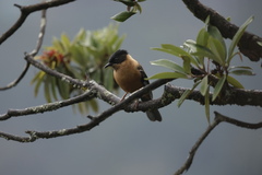 Heterophasia capistrata
