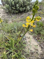 Eulophia speciosa