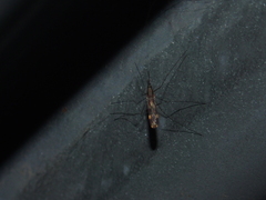 Anopheles punctipennis