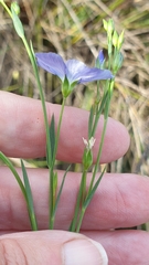 Linum marginale