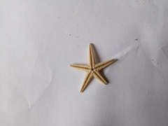 Astropecten