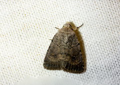 Caradrina clavipalpis