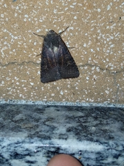 Aporophyla lutulenta