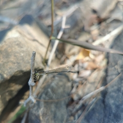 Ischnura asiatica