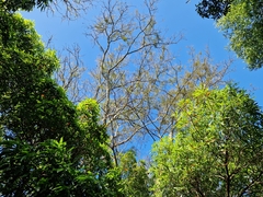 Myrocarpus frondosus