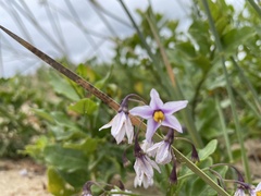 Solanum africanum