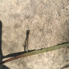 Ischnura asiatica